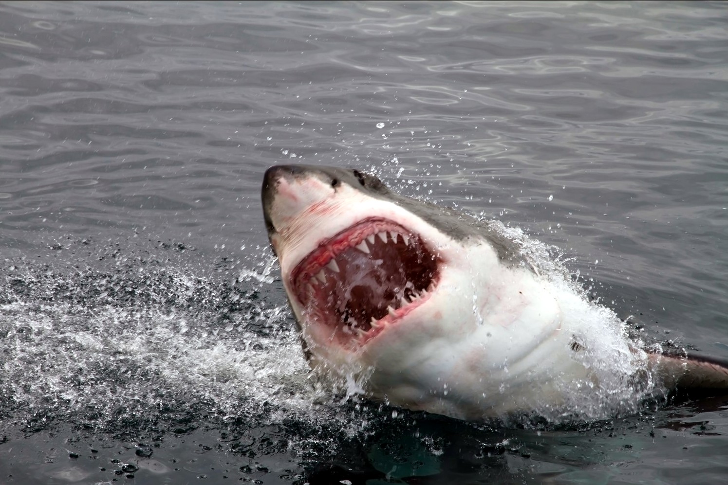 צפו בזוועה: תיירת מותקפת למוות על ידי כריש לחופי הים האדום