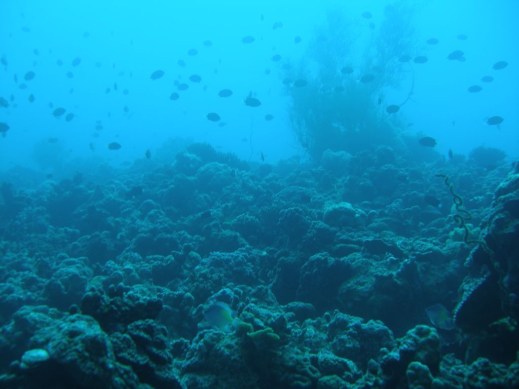ממצאים מדאיגים: שונית האלמוגים במפרץ אילת מתקשה להשתקם 