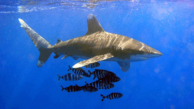 צפו: תייר הותקף על ידי כריש בחוף ים סוף