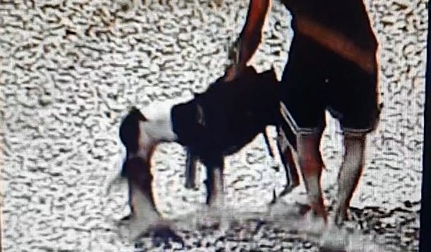 צפו: רצח מזעזע של חתול בידי כלב פיטבול באילת