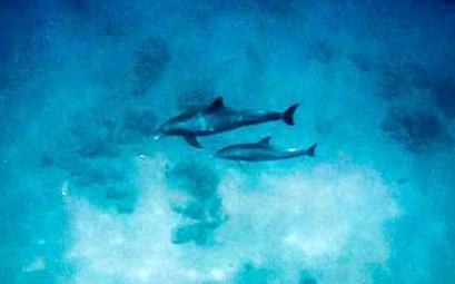 צפו: בשורות משמחות לאחר מותו של ניאו הדולפין
