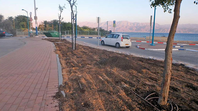 עיריית אילת תאלץ לעקור עצים  שנטעה בקרבת הים בחוף קצא''א