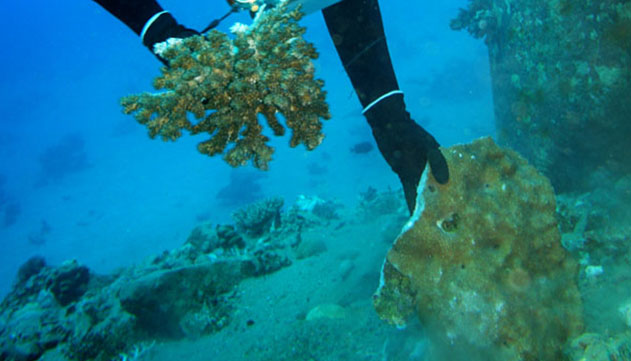 קצא''א מערערת לעליון על הרשעתה  באסון האלמוגים באילת