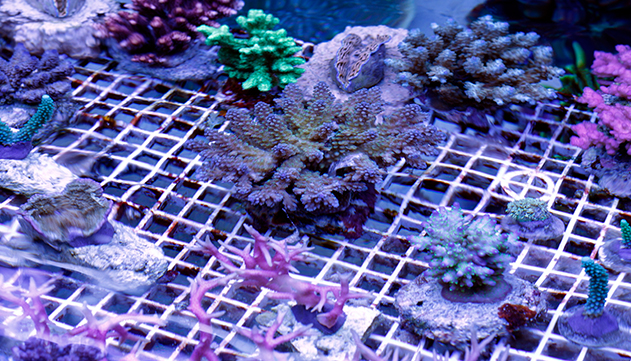 השתלת אלמוג: כך האלמוגים ישרדו את שינויי האקלים