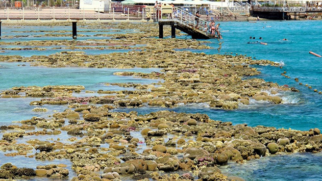 כמעט שיא חדש נשבר  בטמפרטורת המים במפרץ אילת