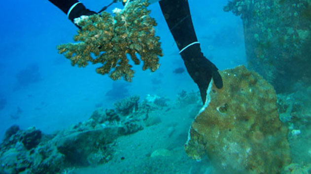 אסון האלמוגים: העליון דחה  ערעור קצא''א ומנהלה