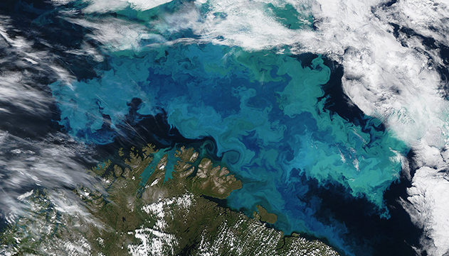 מחקר חדש מוכיח: הפלנקטון במפרץ אילת נעלם בגלל ההתחממות הגלובאלית