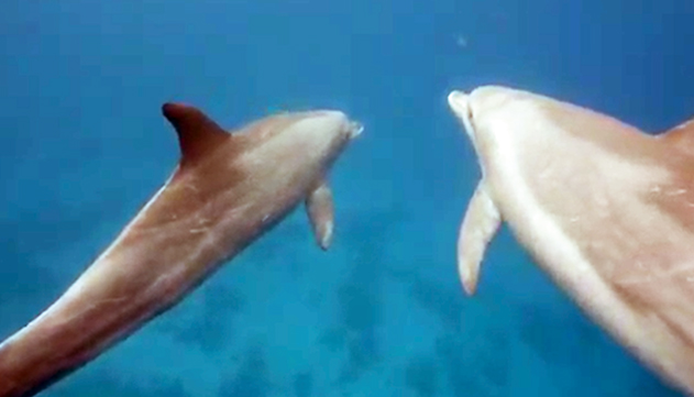 כריש עמלץ כחול ולהקת  דולפינים מסוג אנקולי  נצפו במפרץ אילת