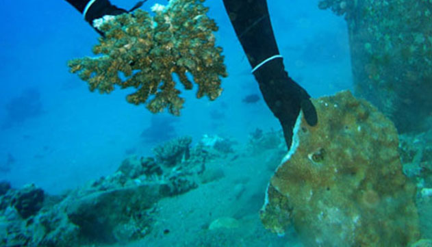 עמותת צלול: הקנס שנפסק לקצא''א על הרס האלמוגים מקומם