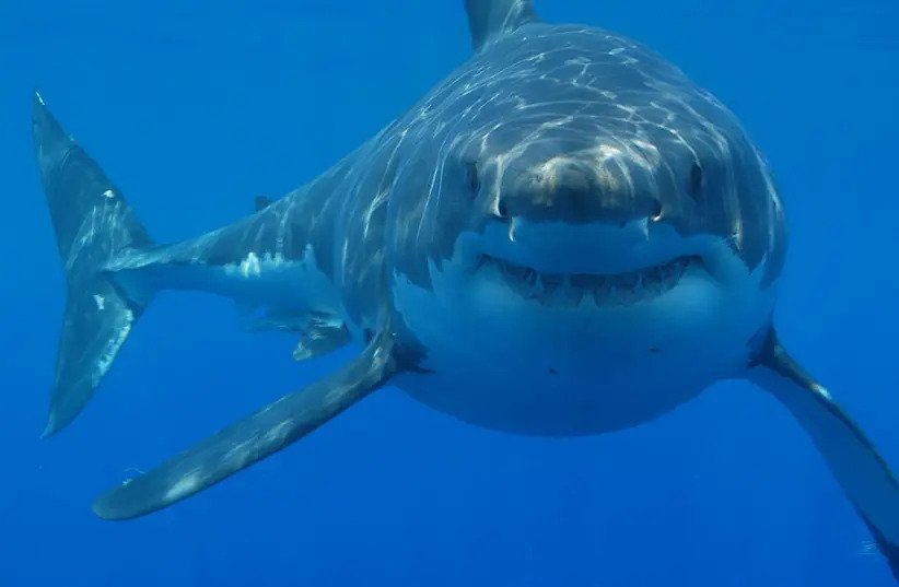 אישה נוספת נהרגה בתקיפת כריש בים האדום במצרים