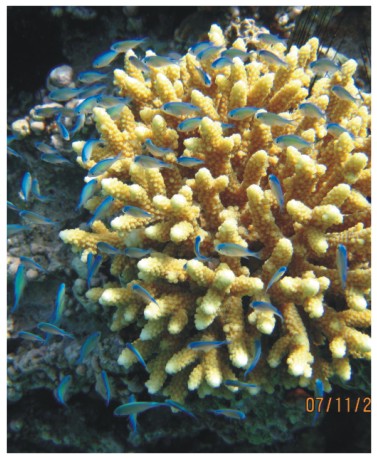 שונית אלמוגים עתיקה התגלתה בחוף הצפוני