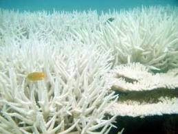 וירוס שהתגלה באילת יציל את שוניות האלמוגים בעולם?