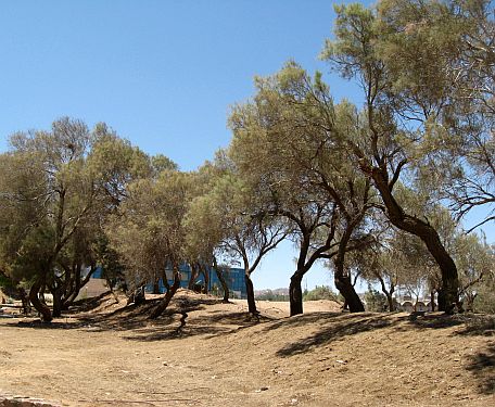 העצים הראשונים של אילת ייעקרו