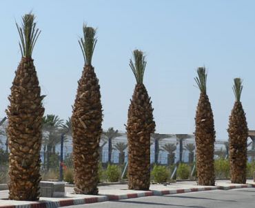 האם הדקלים בכביש שדה התעופה יבזבזו מים?