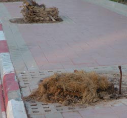 מתו דקלים חדשים בכביש שדה התעופה