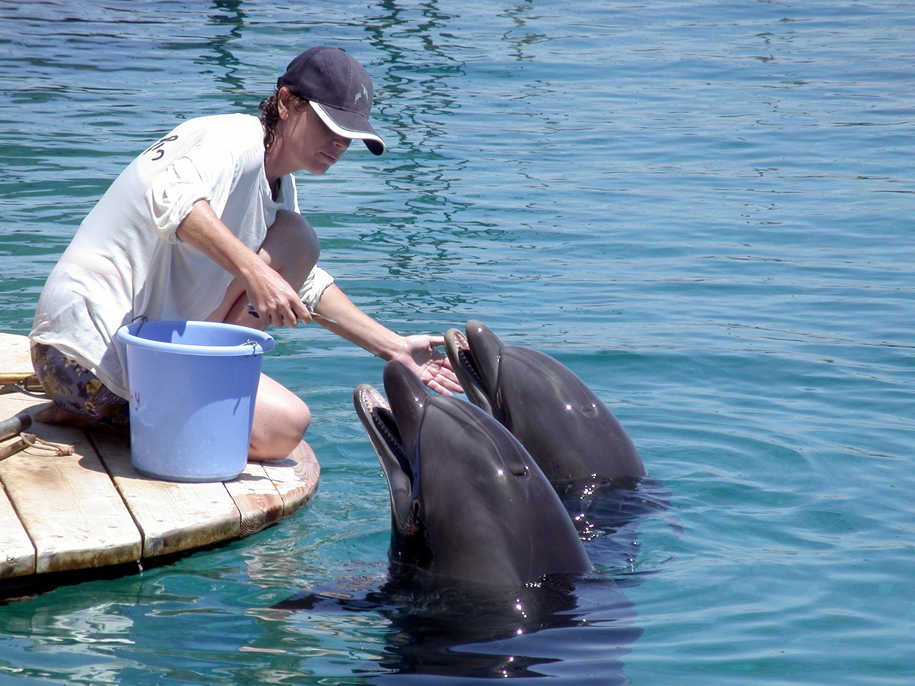 קנס גבוה לריף הדולפינים בשל הרס סביבתי