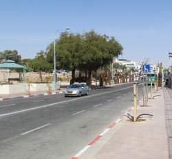לאן נעלמו התמרים?