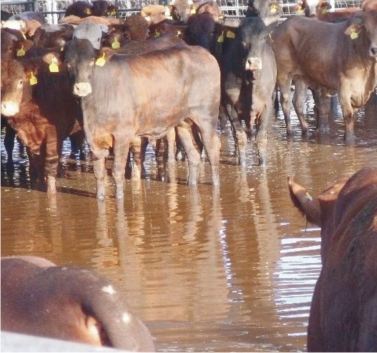 הוצפה תחנת ההסגר בקיבוץ אילות: ארגוני זכויות בעלי החיים דורשים חקירה