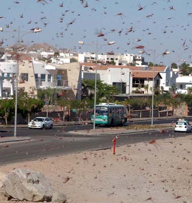 דיווחים על מיליוני חרקים מעופפים בעקבה
