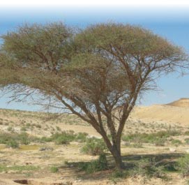 החברה להגנת הטבע: לעצור פיתוח היערות בערבה הדרומית