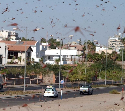חשש ממכת ארבה באילת