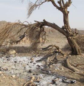 חשד: תושבי העיר הציתו עצים בנחל נטפים