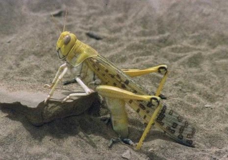 תמונות: להקת ארבה התנחלה בחוף הדרומי