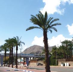 משרד הפנים: הוועדה המקומית קידמה תוכנית בלתי חוקית