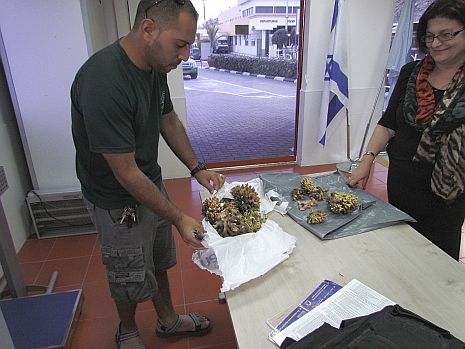 פגעו במפרץ אילת וישלמו