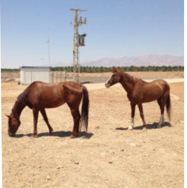 בעל החווה מגיב לטענות: ''הסוסים לא הורעבו''