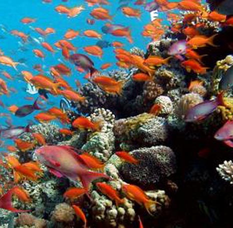 חוקרים קוראים לאו''ם להכריז על שונית האלמוגים באילת כאתר מורשת עולמית
