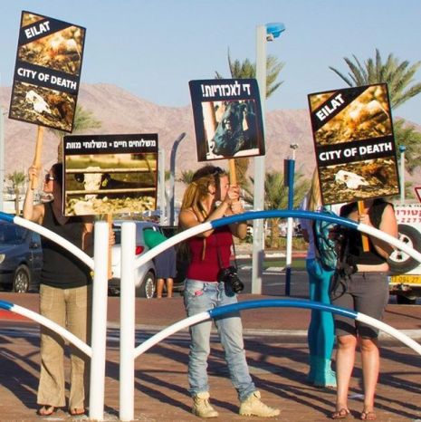 מעצר המפגינה: האם יש דמוקרטיה באילת?