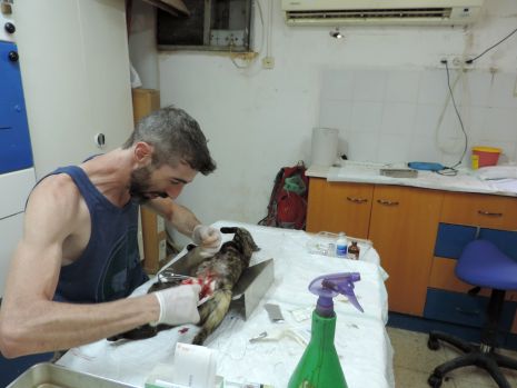 תמונות: השבוע הסוער של חתולי אילת
