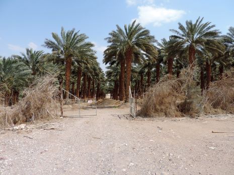 בגלל מטעי התמרים של קיבוץ אילות: קדחת הנילוס המערבי מאיימת על אילת