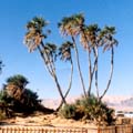 שפוי זמני
