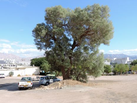 המסתנן החשוד באונס נאלץ להודות: תקפתי את הצעירה