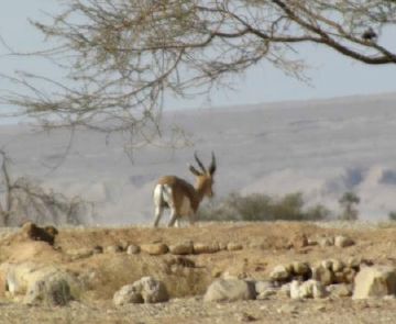 מרבית השמורה לא נפגעה