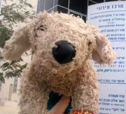 הכלב המפורסם נחת באילת