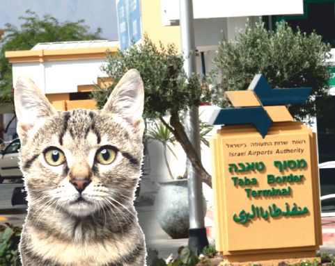 מבוכה במסוף טאבה: חתולים במכונת השיקוף 