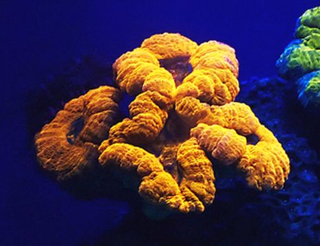 אלמוגים זוהרים התגלו במעמקי מפרץ אילת