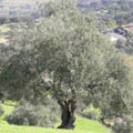 שפוי זמני
