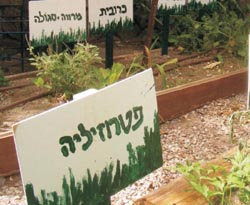 ירוק עולה