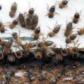 אימת החקלאים - מומחים מתריעים בפני התפשטות דבורת הדבש הננסית