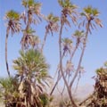 ''דקלי הדום שוב בסכנה'' - הפעם בגלל מסוף 'רבין'
