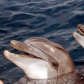 הצילו דולפין