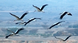 בזכות 'ערב ערב': האילתים יזכו להנחה בפסטיבל הצפרות