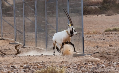 וידיאו: ראמות לבנות שוחררו לטבע בערבה