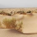 מינהל מקרקעי ישראל מנע הכרזת שמורת טבע בחולות סמר