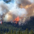 'יער אילת' בכרמל