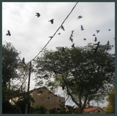 סכנה: להקות עורבים פולשות מעקבה